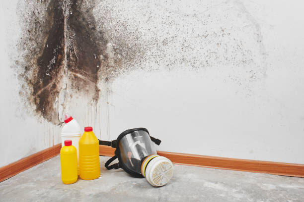 Best Local Mold Removal Service  in Carrizozo, NM