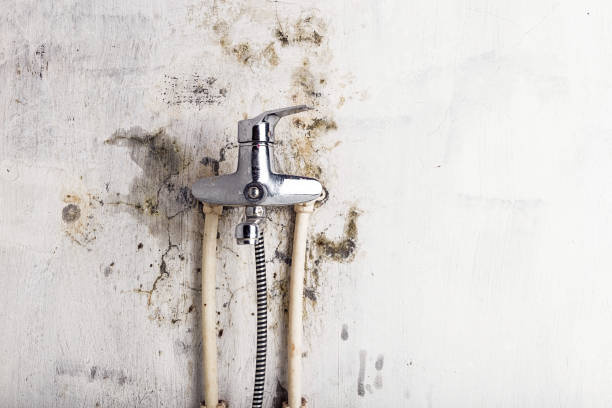 Mold Removal Process in Carrizozo, NM