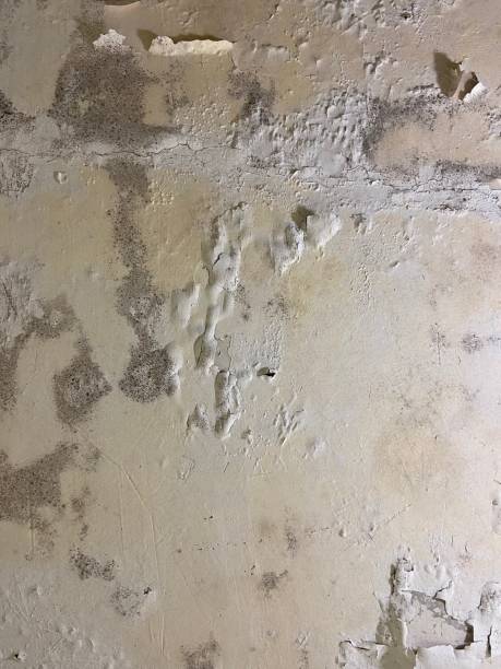 Best Mold Removal Near Me  in Carrizozo, NM