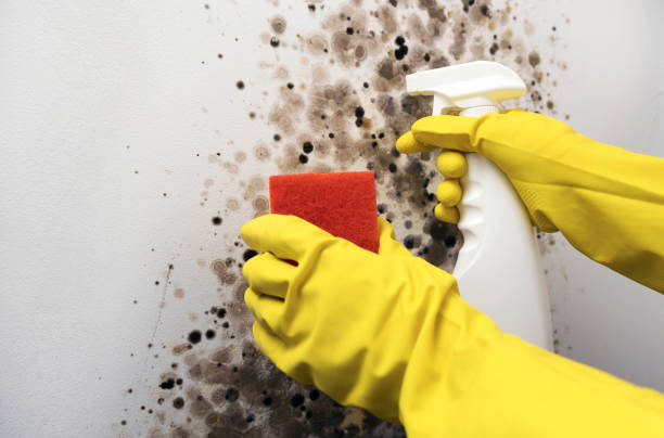 Best Commercial Mold Removal  in Carrizozo, NM
