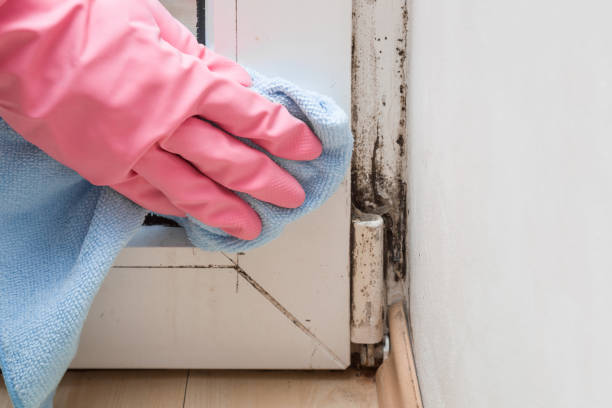 Best Crawl Space Mold Removal  in Carrizozo, NM