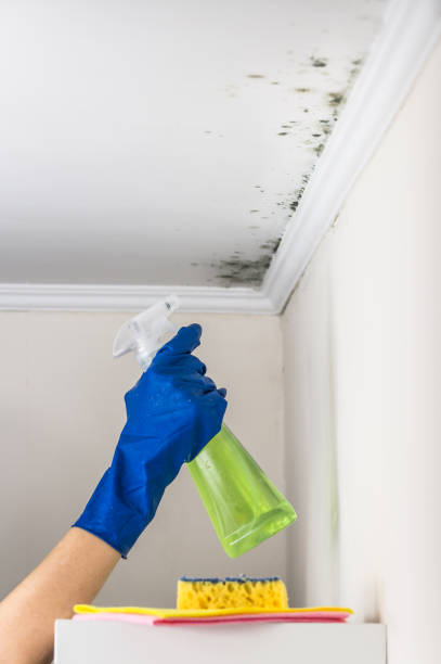 Best Fast Mold Removal  in Carrizozo, NM