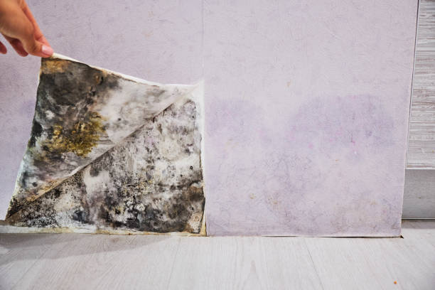 Certified Mold Removal in Carrizozo, NM